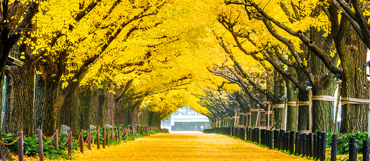 Whats the Matter With Ginkgo?