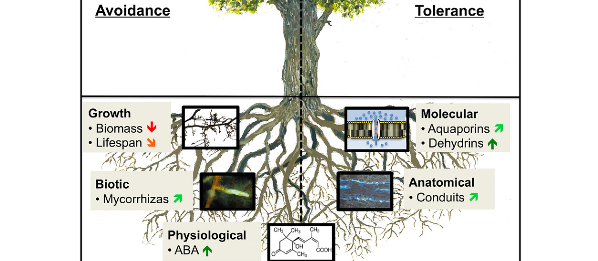 Trees Response to Abiotic and Biotic Stress